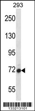 AGAP4 Antibody