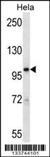 STAT2 Antibody