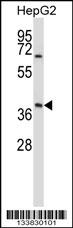AMBP Antibody