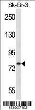 ARHGAP24 Antibody