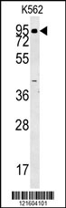 ABP1 Antibody