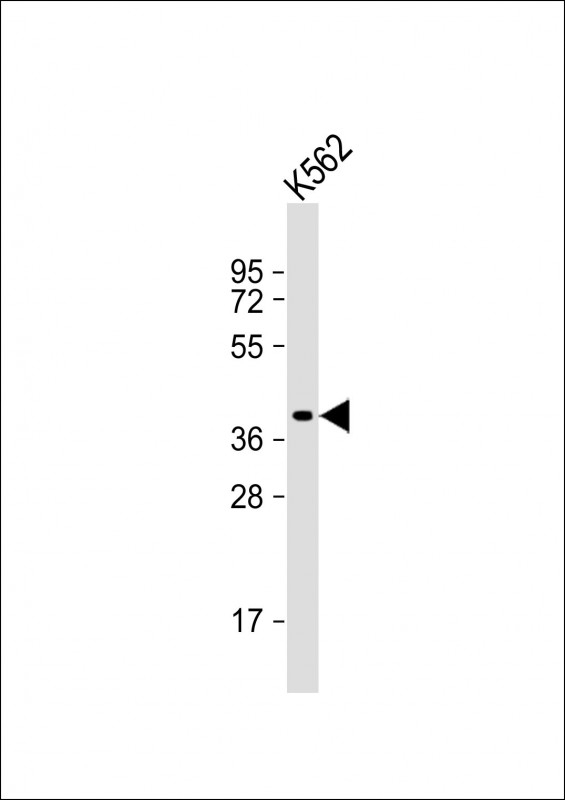 WNT8B Antibody