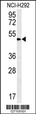 ZNF154 Antibody