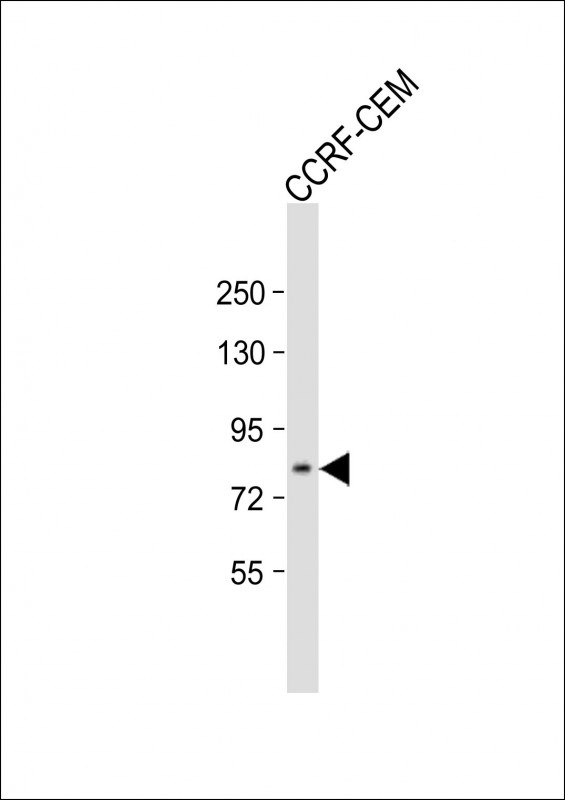 ADAM11 Antibody