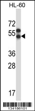 APLNR Antibody
