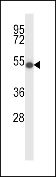 ZDH16 Antibody