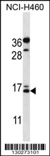 BGLAP Antibody