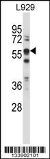 BIN1 Antibody
