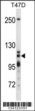 XRN2 Antibody