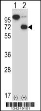 ARIH2 Antibody