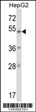 ZNF207 Antibody
