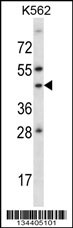 ADORA1 Antibody