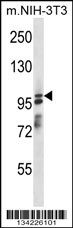 ASAP1 Antibody