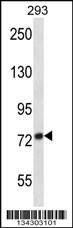 ADAM32 Antibody