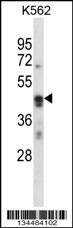 ARC Antibody