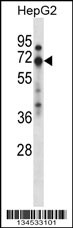 ZNF395 Antibody