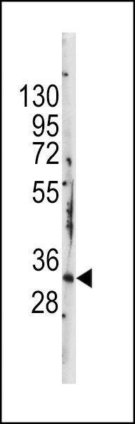 BRDG 1 Antibody