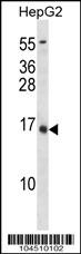 BGLAP Antibody