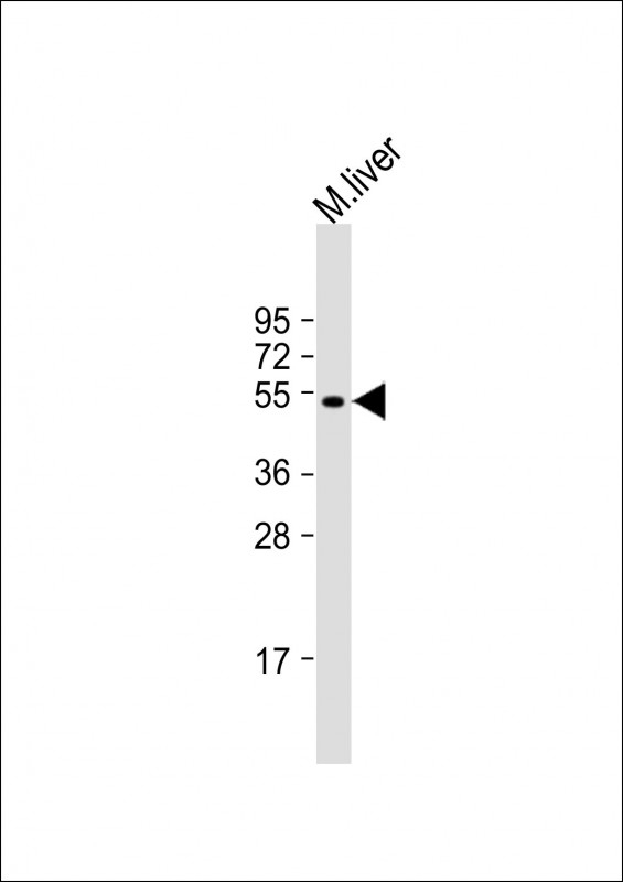ALDH8A1 Antibody