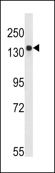 BDP Antibody