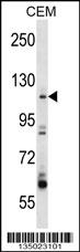 ARHGEF1 Antibody