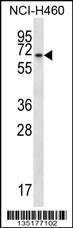 BEND4 Antibody