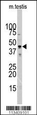 Actin Antibody