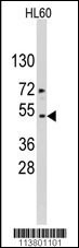 Actin Antibody