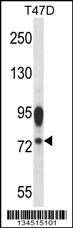 AMFR Antibody