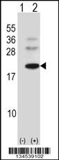 BARX1 Antibody