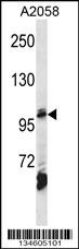 AP2B1 Antibody
