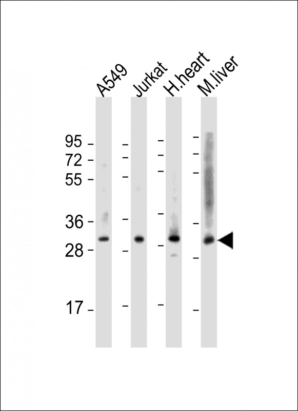 ATF5 Antibody