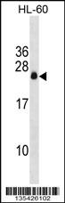 APRG1 Antibody