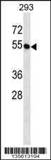 BTN2A1 Antibody