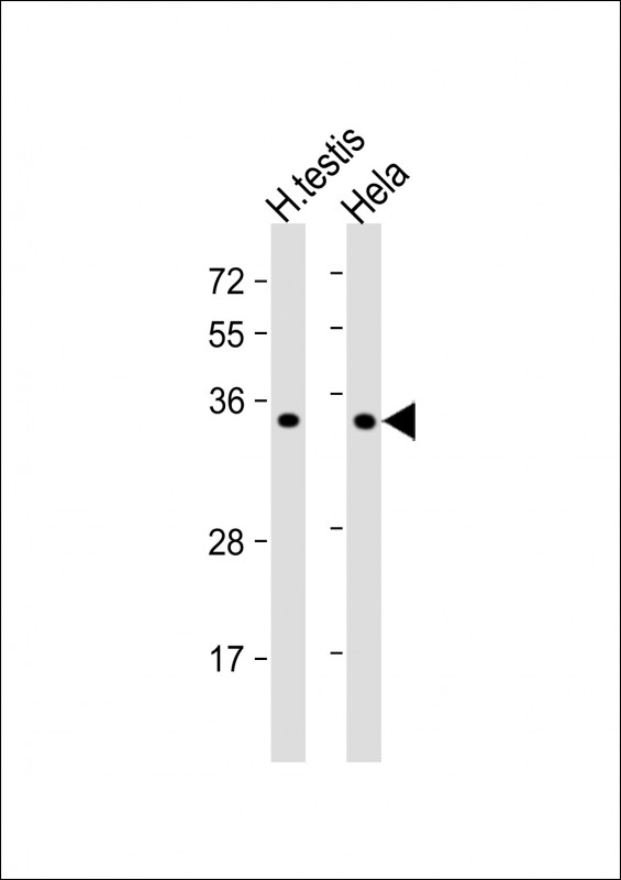 BOLL Antibody