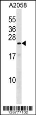 ZN673 Antibody