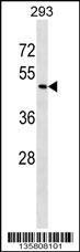ZNF24 Antibody