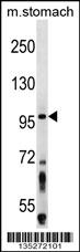 ZW10 Antibody