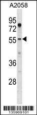 ASPSCR1 Antibody