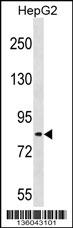 TSC22D2 Antibody