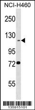 BEND3 Antibody