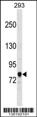 ACSL3 Antibody