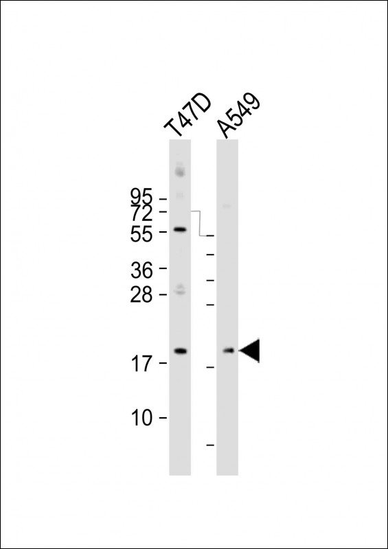 ARL2 Antibody