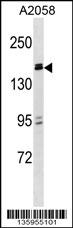 ZBTB38 Antibody