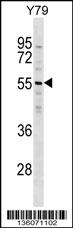ZNF620 Antibody