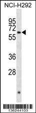 ARX Antibody