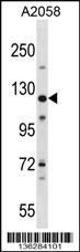BAT3 Antibody