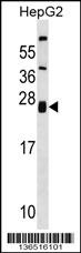 ZNRF1 Antibody
