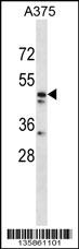 ZNF259 Antibody