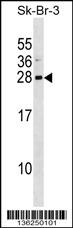 ARL1 Antibody